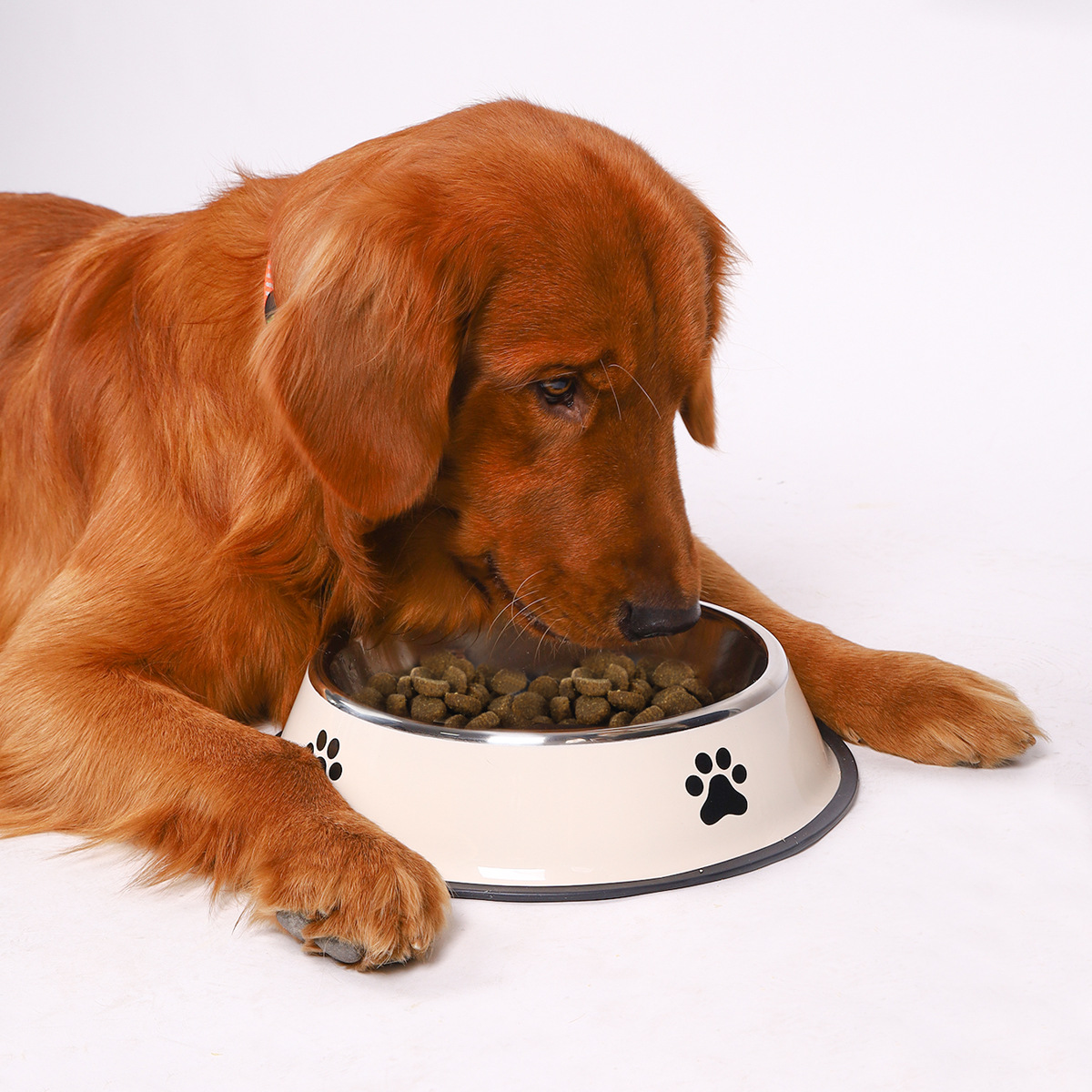 Stainless Steel Large Capacity - đánh giá và giá Pet Supplies Plus