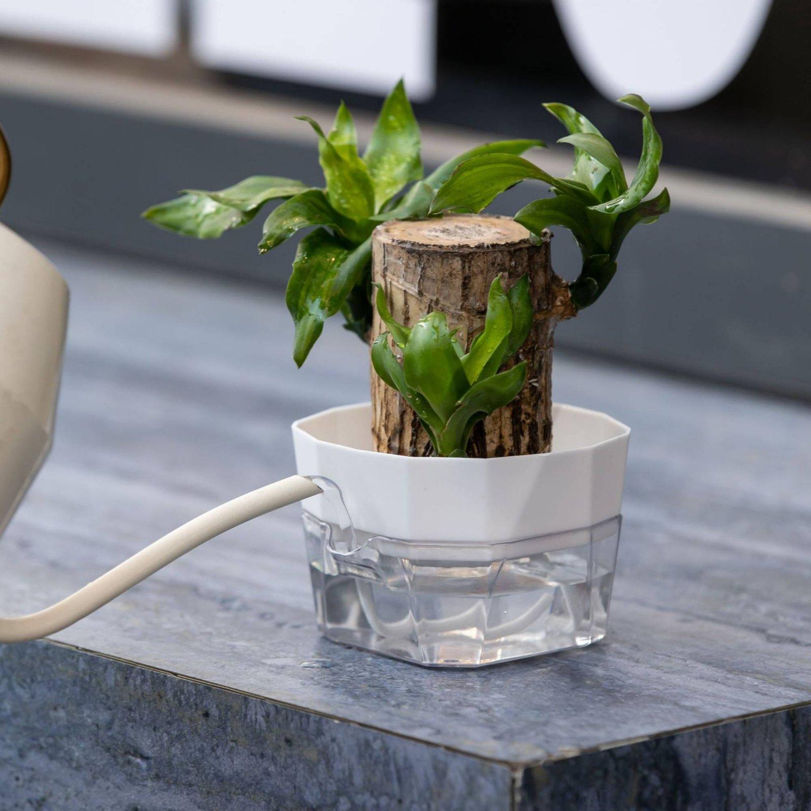 Hydroponic Vase Two Layer Self - đánh giá và giá Pet Supplies Us